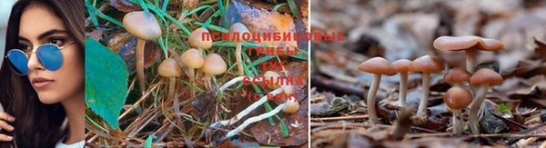 индика Наволоки